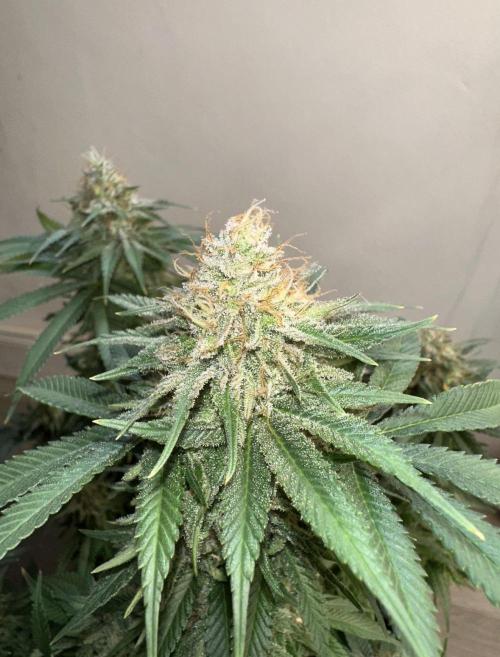 Black Gum 2026. Week 14 - Week 7 Flower- Day 51 flw /  Day 107 of cycle