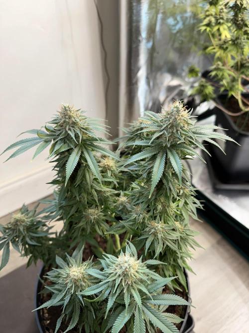 Black Gum 2026. Week 14 - Week 7 Flower- Day 51 flw /  Day 107 of cycle