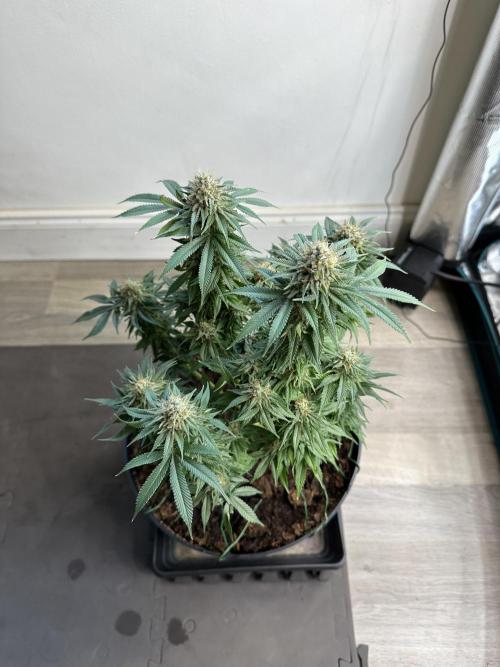 Black Gum 2026. Week 14 - Week 7 Flower- Day 51 flw /  Day 107 of cycle