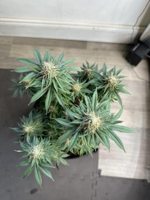 Black Gum 2026. Week 14 - Week 7 Flower- Day 51 flw /  Day 107 of cycle