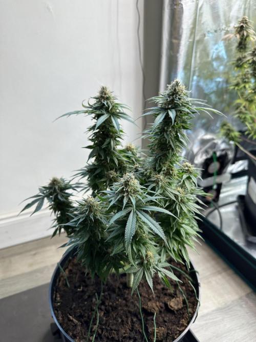 Black Gum 2026. Week 14 - Week 7 Flower- Day 51 flw /  Day 107 of cycle