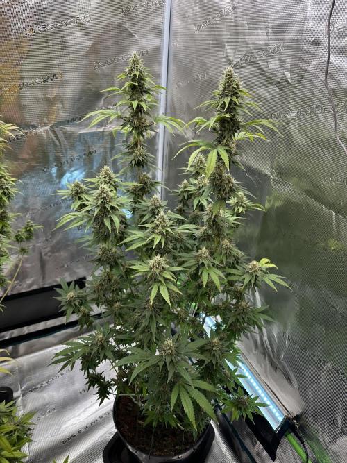Jealousy 2026. Week 14 - Week 7 Flower- Day 51 flw /  Day 107 of cycle