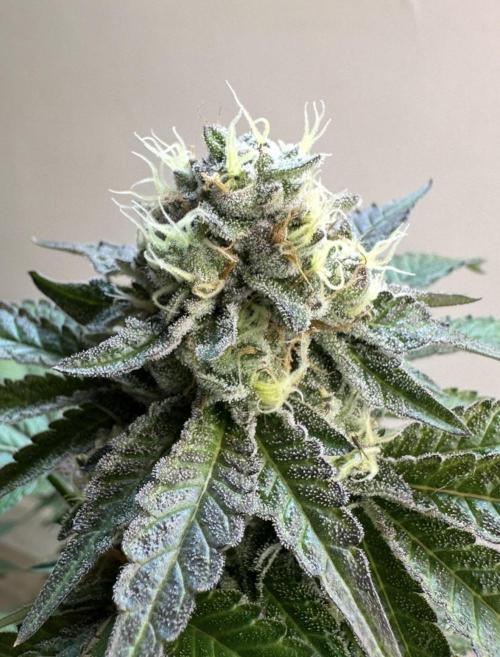 Lemon Cherry Pie 2026. Week 14 - Week 7 Flower- Day 51 flw /  Day 107 of cycle