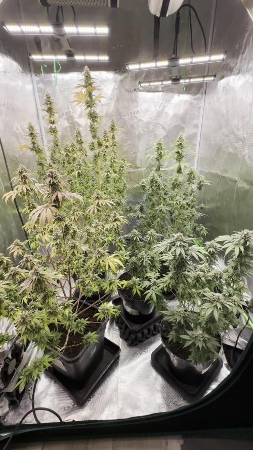 Lemon Cherry Pie 2026