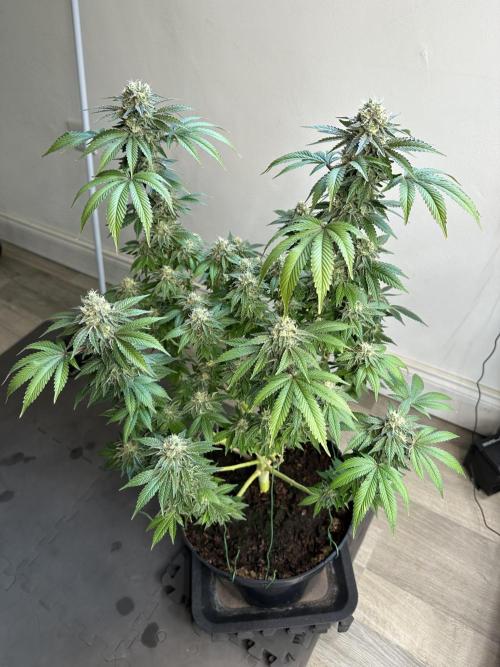 Lemon Cherry Pie 2026. Week 14 - Week 7 Flower- Day 51 flw /  Day 107 of cycle