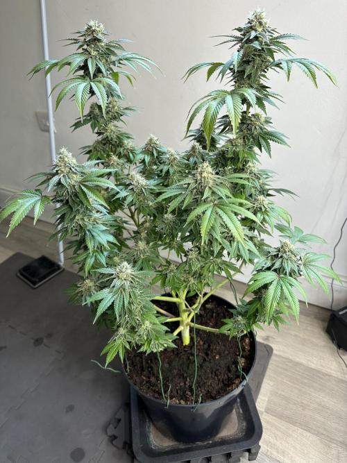 Lemon Cherry Pie 2026. Week 14 - Week 7 Flower- Day 51 flw /  Day 107 of cycle