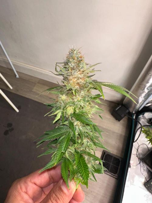 Black Gum 2026. Week 14 - Day 55 flw - bad news for this baby, found a bud rot in one of the main cola