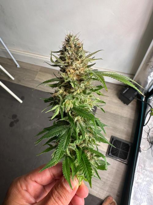 Black Gum 2026. Week 14 - Day 55 flw - bad news for this baby, found a bud rot in one of the main cola