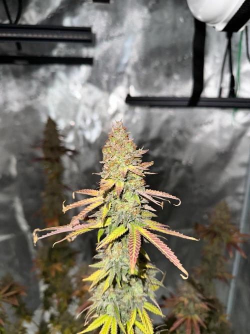Lemon Tree 2026. Week 15 - Week 8 Flw - Day 62 flw -Day 118 of cycle 