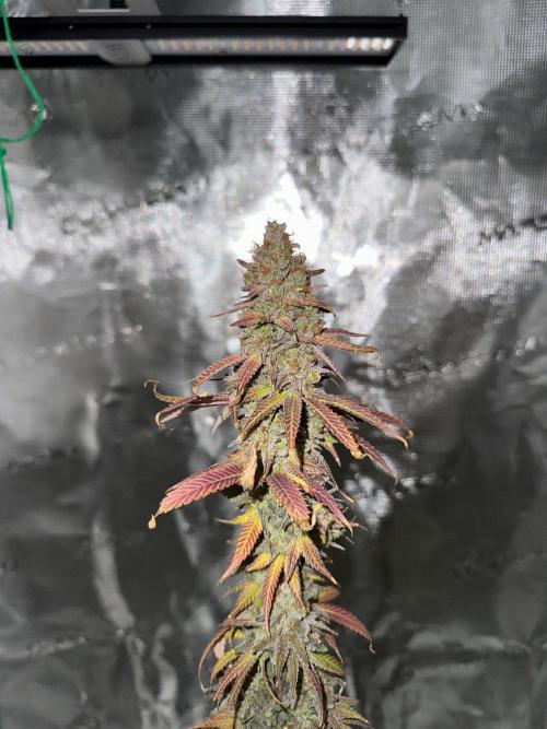 Lemon Tree 2026. Week 15 - Week 8 Flw - Day 62 flw -Day 118 of cycle 