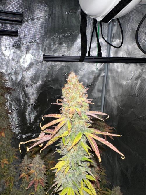 Lemon Tree 2026. Week 15 - Week 8 Flw - Day 62 flw -Day 118 of cycle 