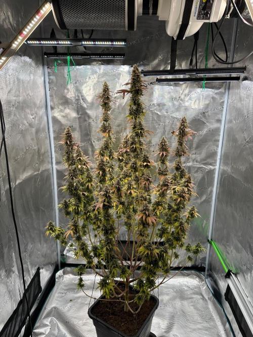 Lemon Tree 2026. Week 15 - Week 8 Flw - Day 62 flw -Day 118 of cycle 
