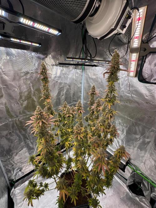 Lemon Tree 2026. Week 15 - Week 8 Flw - Day 62 flw -Day 118 of cycle 