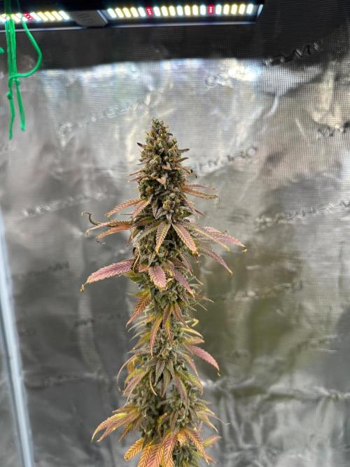 Lemon Tree 2026. Week 15 - Week 8 Flw - Day 62 flw -Day 118 of cycle 