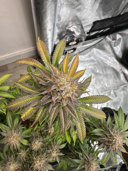 Black Gum 2026. Week 15 - Week 8 Flw - Day 62 flw -Day 118 of cycle