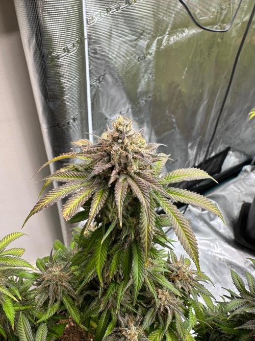 Black Gum 2026. Week 15 - Week 8 Flw - Day 62 flw -Day 118 of cycle