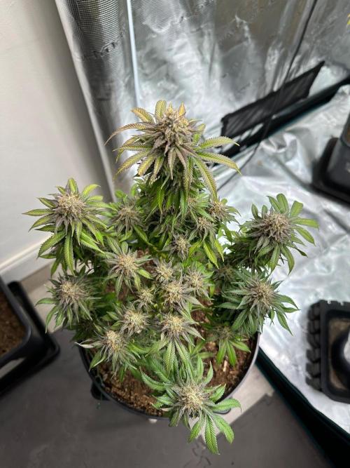 Black Gum 2026. Week 15 - Week 8 Flw - Day 62 flw -Day 118 of cycle