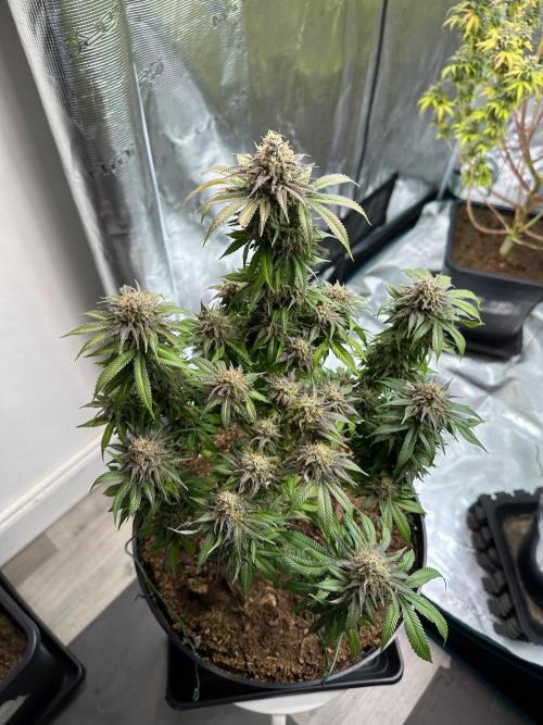 Black Gum 2026. Week 15 - Week 8 Flw - Day 62 flw -Day 118 of cycle