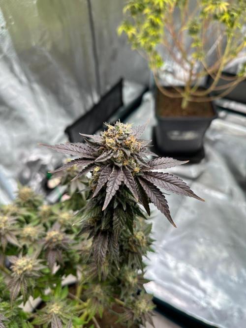 Lemon Cherry Pie 2026. Week 15 - Week 8 Flw - Day 62 flw -Day 118 of cycle