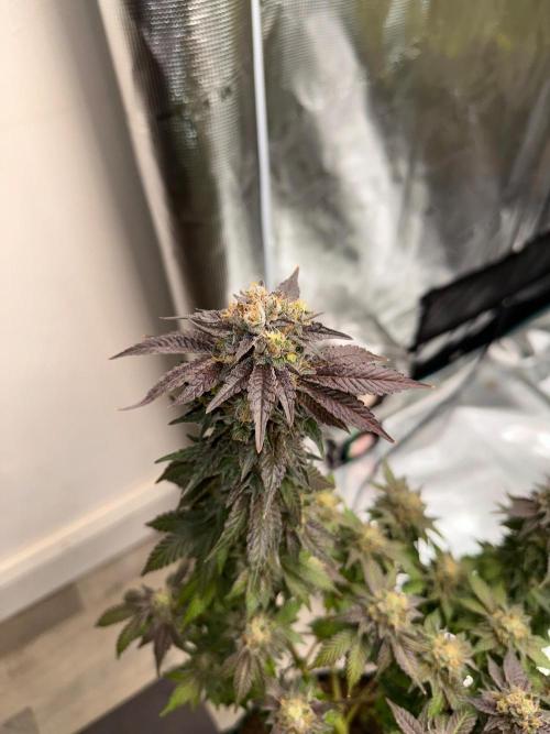 Lemon Cherry Pie 2026. Week 15 - Week 8 Flw - Day 62 flw -Day 118 of cycle