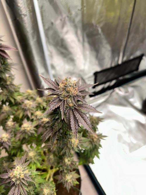 Lemon Cherry Pie 2026. Week 15 - Week 8 Flw - Day 62 flw -Day 118 of cycle