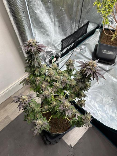 Lemon Cherry Pie 2026. Week 15 - Week 8 Flw - Day 62 flw -Day 118 of cycle