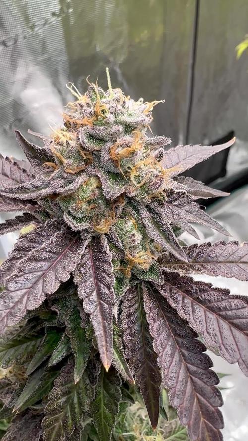Lemon Cherry Pie 2026