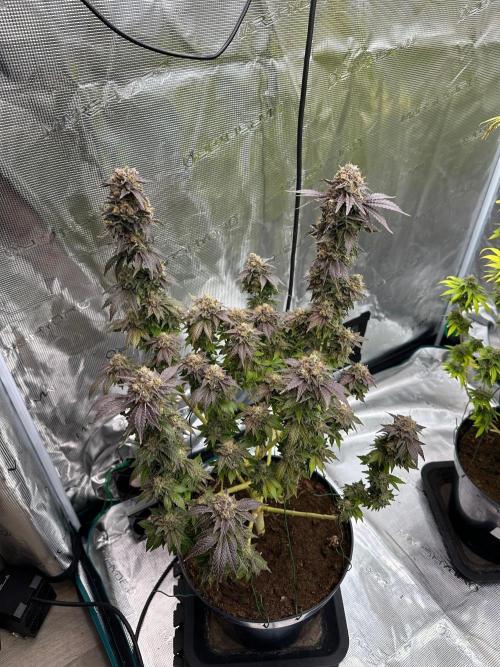Lemon Cherry Pie 2026. Week 17 - Week 10 day 70 of flowering, day 126 of cycle 