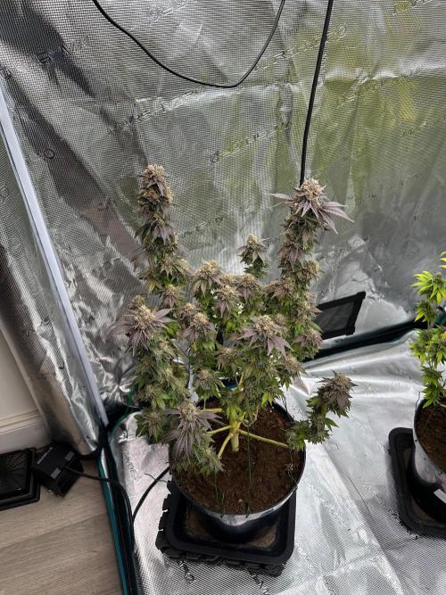 Lemon Cherry Pie 2026. Week 17 - Week 10 day 70 of flowering, day 126 of cycle 