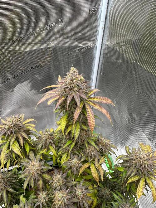 Black Gum 2026. Week 17 - Week 10 day 70 of flowering, day 126 of cycle 