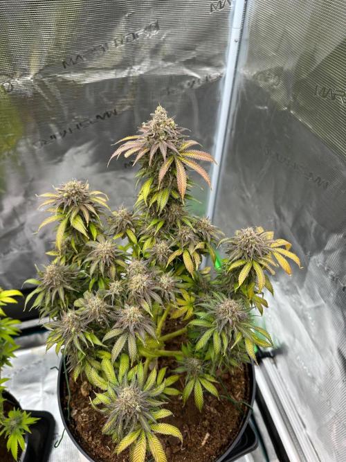 Black Gum 2026. Week 17 - Week 10 day 70 of flowering, day 126 of cycle 