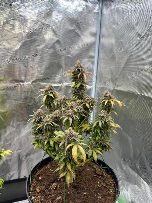 Black Gum 2026. Week 17 - Week 10 day 70 of flowering, day 126 of cycle 