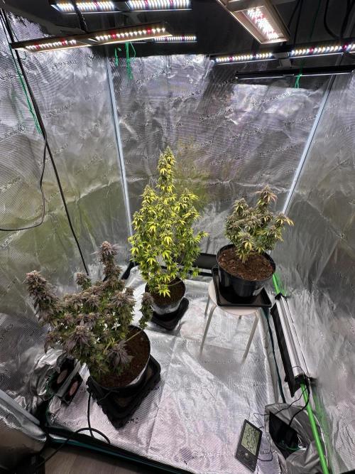 Black Gum 2026. Week 17 - Week 10 day 70 of flowering, day 126 of cycle 