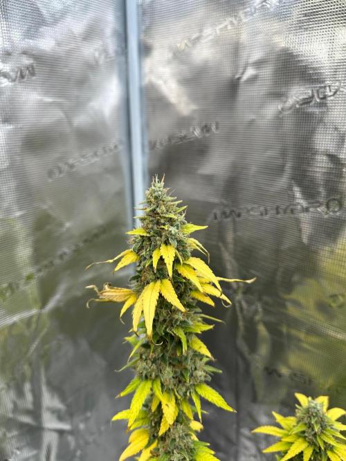 Jealousy 2026. Week 17 - Week 10 day 70 of flowering, day 126 of cycle 