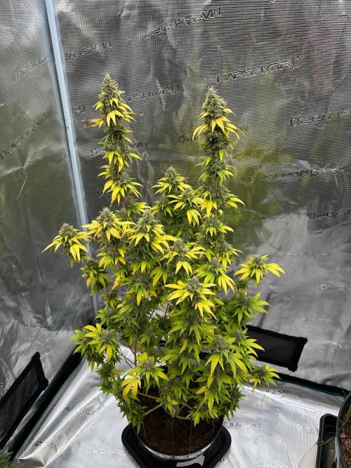 Jealousy 2026. Week 17 - Week 10 day 70 of flowering, day 126 of cycle 