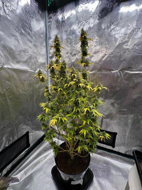 Jealousy 2026. Week 17 - Week 10 day 70 of flowering, day 126 of cycle 