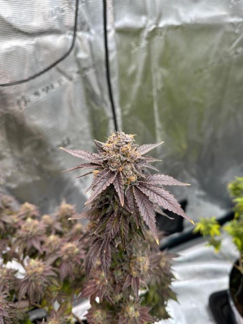 Lemon Cherry Pie 2026. Week 18 - Week 11 Flw - Day 77 flw - Day 133 of cycle