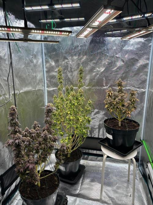 Lemon Cherry Pie 2026. Week 18 - Week 11 Flw - Day 77 flw - Day 133 of cycle