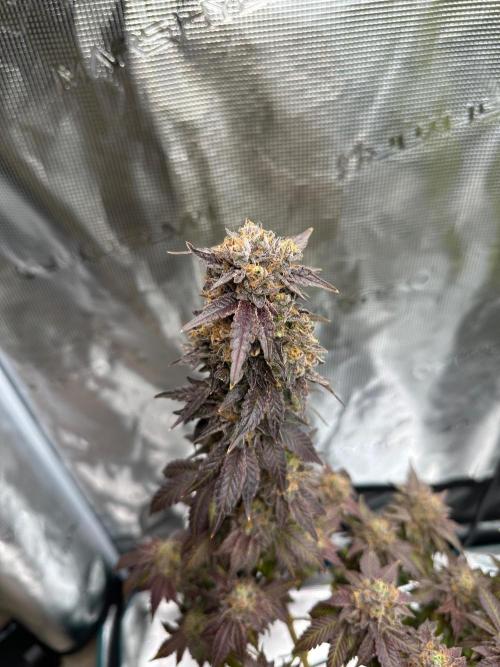 Lemon Cherry Pie 2026. Week 18 - Week 11 Flw - Day 77 flw - Day 133 of cycle