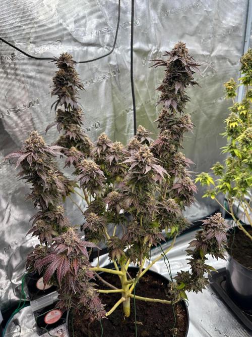 Lemon Cherry Pie 2026. Week 18 - Week 11 Flw - Day 77 flw - Day 133 of cycle