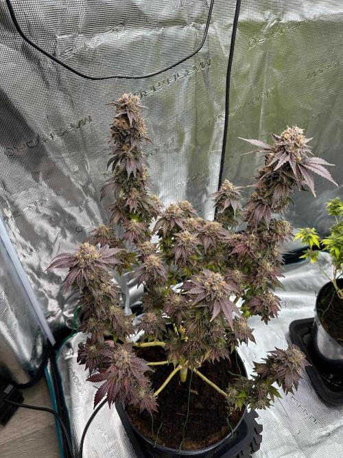 Lemon Cherry Pie 2026. Week 18 - Week 11 Flw - Day 77 flw - Day 133 of cycle
