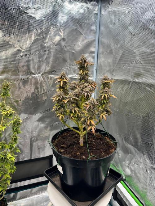 Black Gum 2026. Week 18 - Week 11 Flw - Day 77 flw - Day 133 of cycle