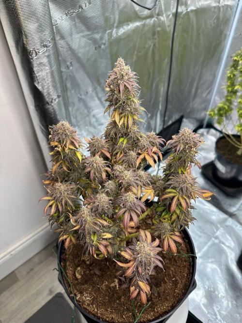 Black Gum 2026. Week 18 - Week 11 flower - day 82 flw - day 140 of cycle