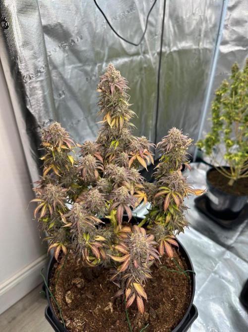 Black Gum 2026. Week 18 - Week 11 flower - day 82 flw - day 140 of cycle