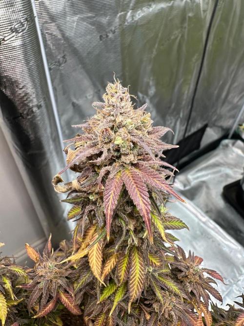 Black Gum 2026. Week 18 - Week 11 flower - day 82 flw - day 140 of cycle