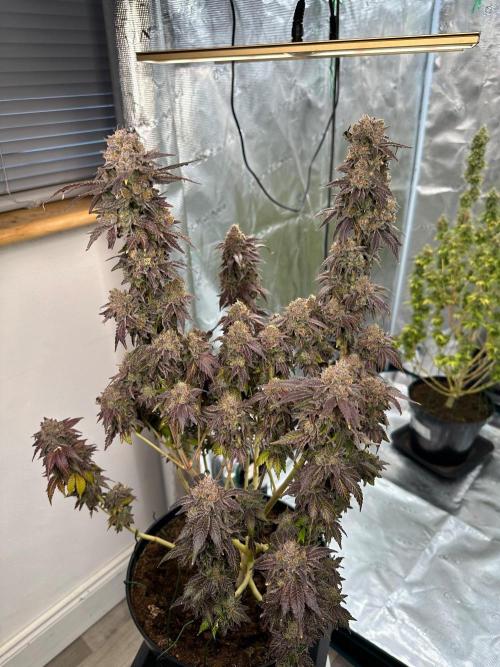 Lemon Cherry Pie 2026. Week 18 - Week 11 flower - day 82 flw - day 140 of cycle 