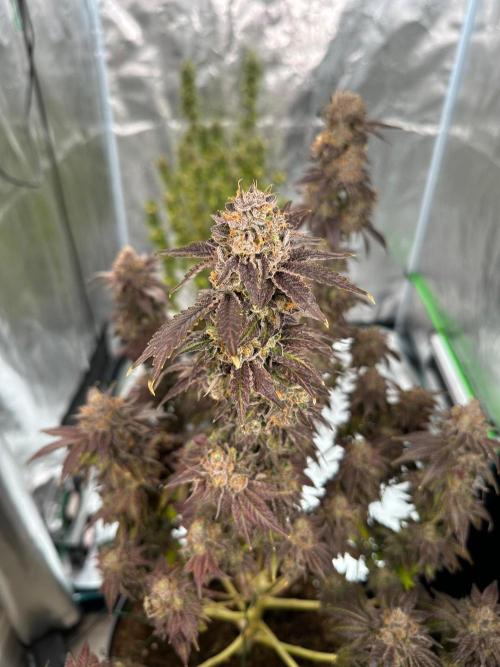 Lemon Cherry Pie 2026. Week 18 - Week 11 flower - day 82 flw - day 140 of cycle 