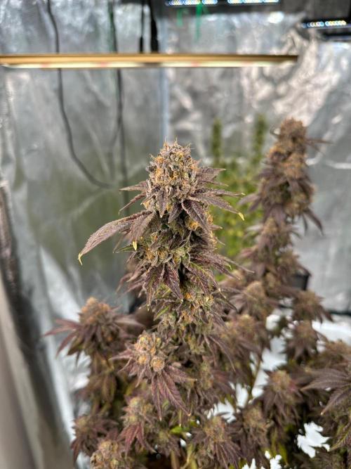 Lemon Cherry Pie 2026. Week 18 - Week 11 flower - day 82 flw - day 140 of cycle 