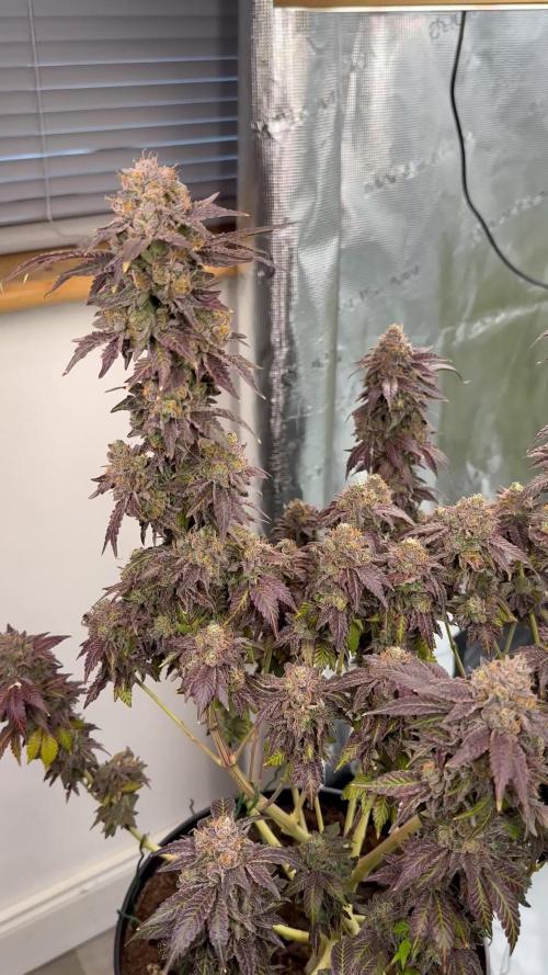 Lemon Cherry Pie 2026