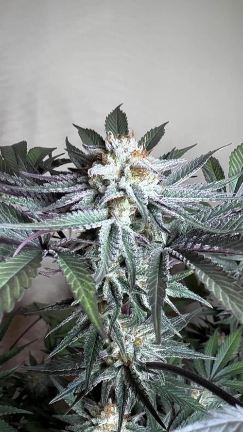 Barneys farm - Purple punch 💜💚💜